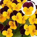 Afbeelding van Viola P9 kleinbloemig Yellow Burgundy Jump Up